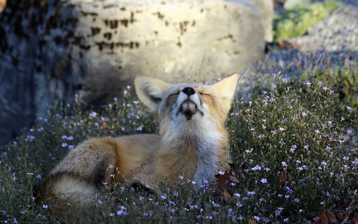 Fox lying in flowers