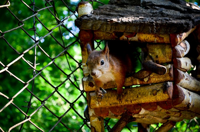 Squirrel in a wooden house behind a fence