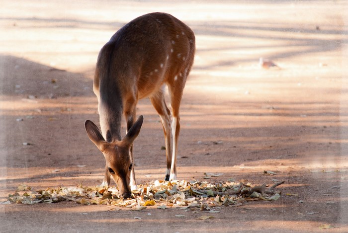 A spotted deer eating leaves on the ground