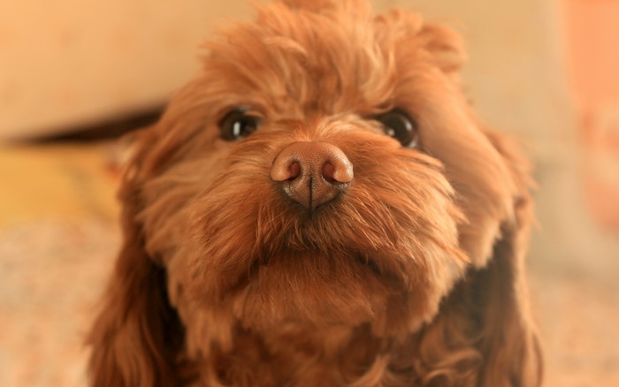 Close-up of a brown dog's face