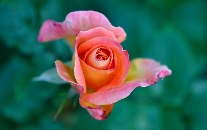 Close-up of a pink and orange rose