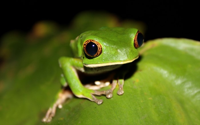 Green tree frog with large eyes on a leaf