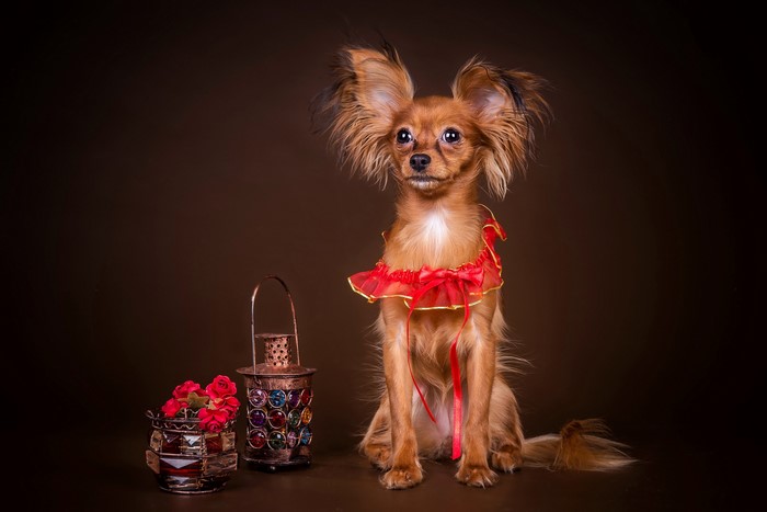 Russian Toy Terrier wearing a red collar