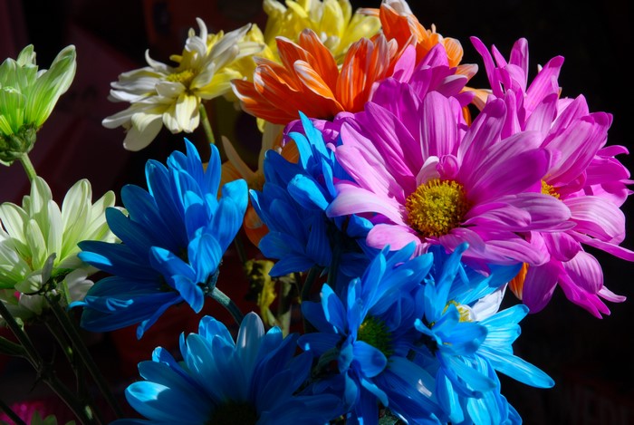Close-up of a bouquet of colorful chrysanthemums