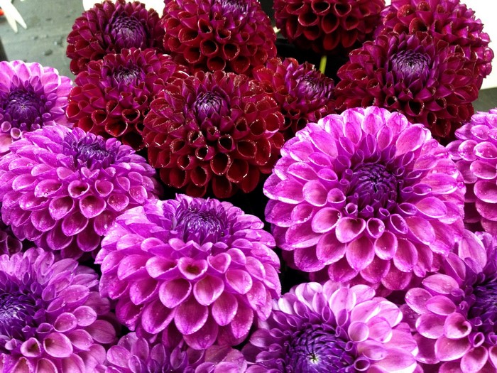 Close-up of pink and wine-colored dahlias