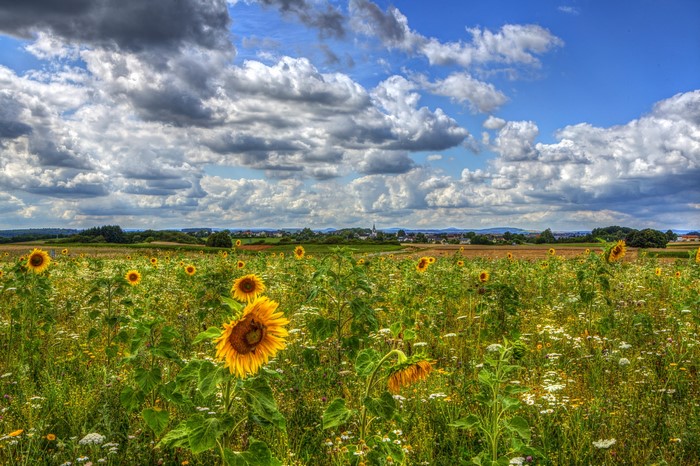 Field of Sunflowers in Germany under a Cloudy Sky