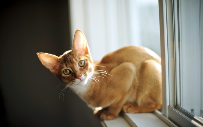 Ginger cat sitting on a windowsill
