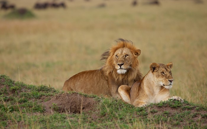 Male and female lions resting on a grassy mound