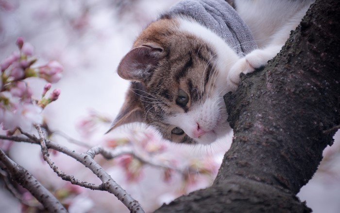 Cat wearing a sweater in a cherry blossom tree