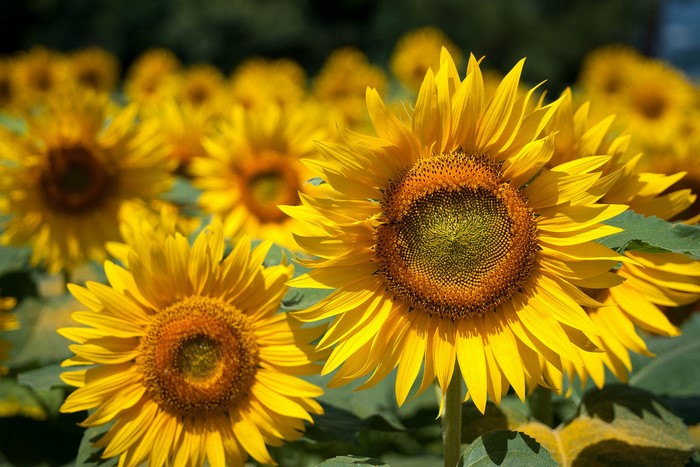 Field of Sunflowers in Bloom