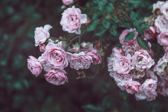 Pink Roses in Bloom