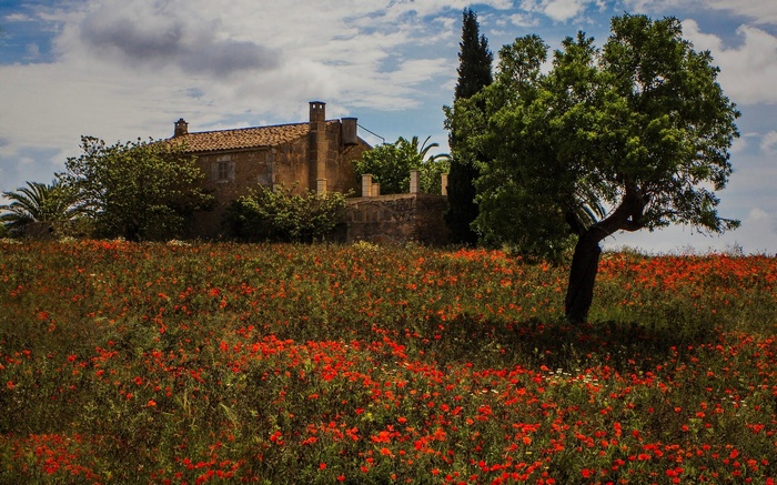 Field of poppies with a stone house and tree