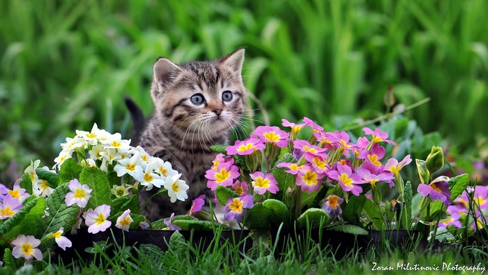 Kitten sitting among flowers