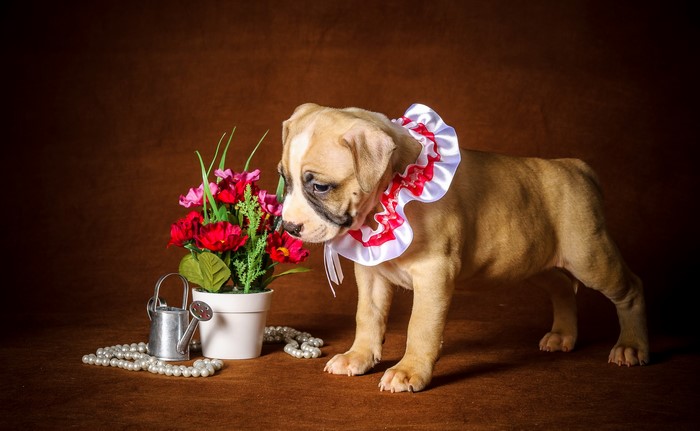 Puppy wearing a ruffled collar next to flowers