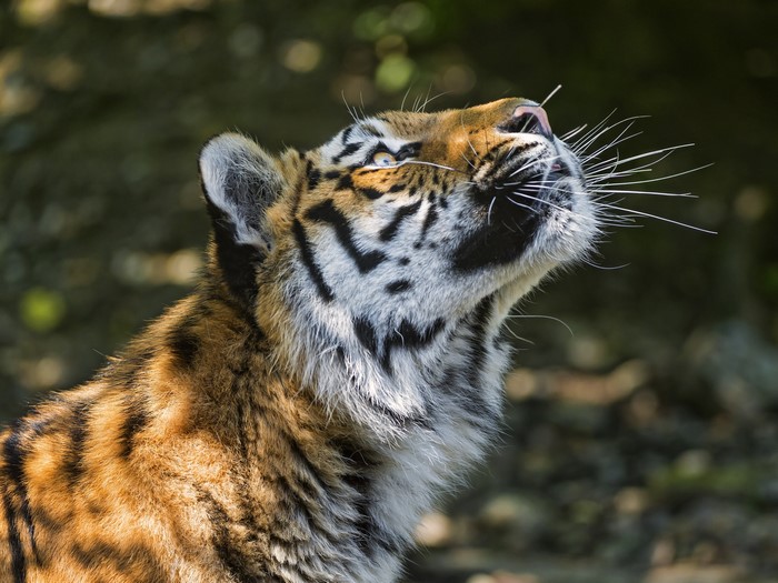 Tiger with whiskers