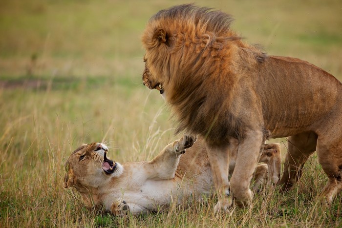Lions playing in the grass