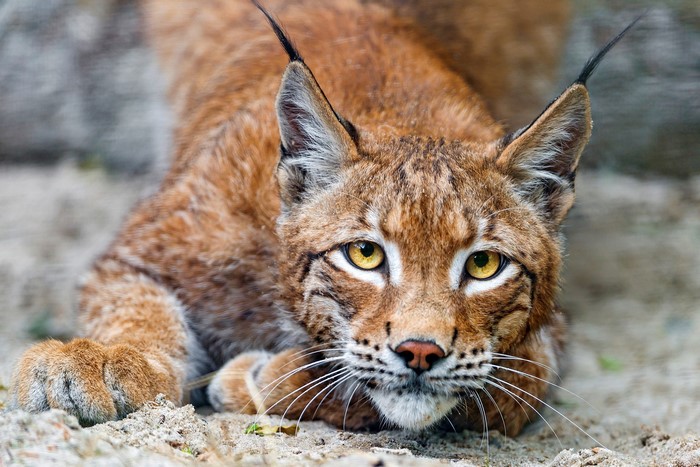 Lynx with yellow eyes and black ear tufts