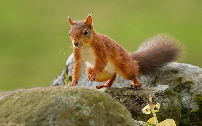 Red squirrel on rocks with green background
