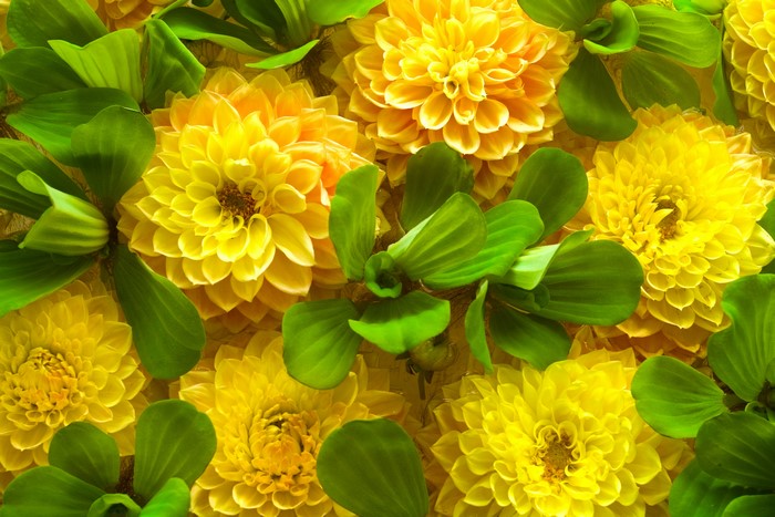 Yellow Chrysanthemums and Green Leaves Close-up