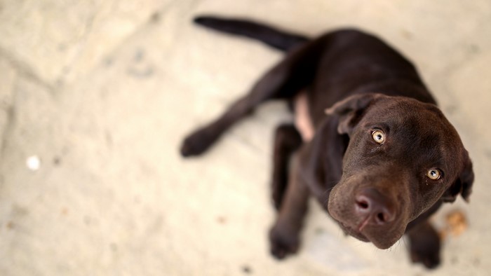 Brown Labrador dog looking up