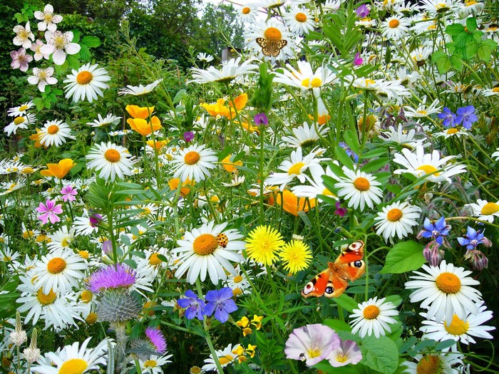 Wildflower Meadow with Butterflies and Ladybug