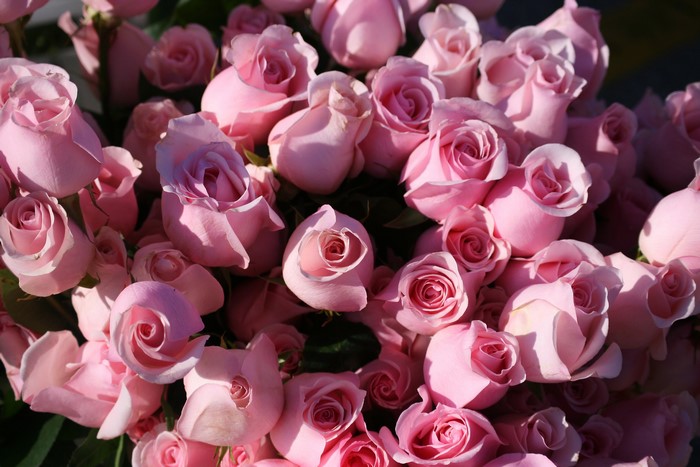 A bouquet of pink roses