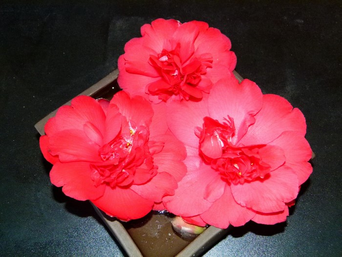 Three red camellia flowers in a square vase