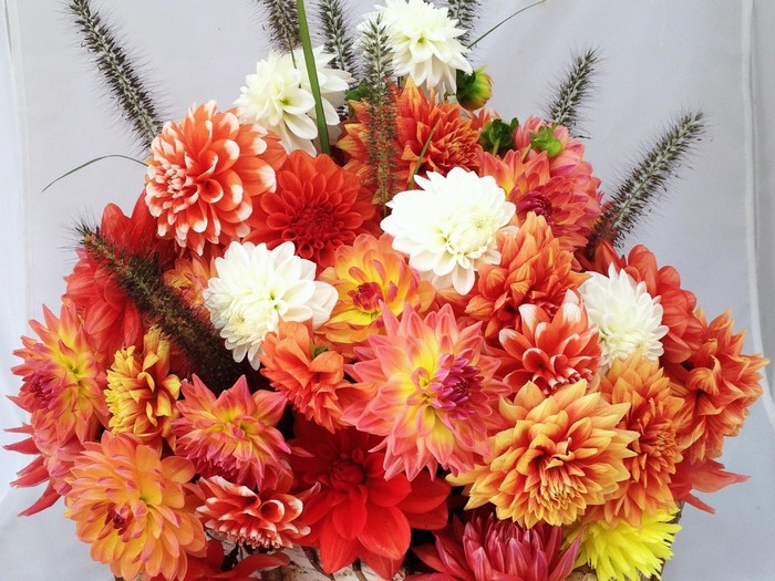 Bouquet of Dahlias and Ornamental Grass