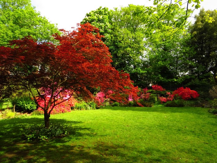Red Japanese Maple tree in a park in England