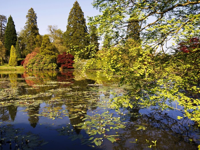 Pond with lily pads and trees in Sheffield, England