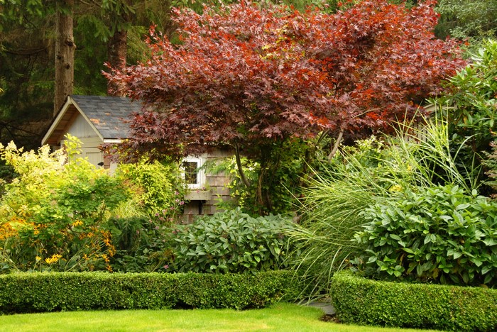 Garden with Japanese Maple and Shed