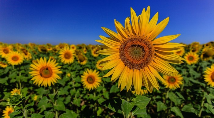 Field of Sunflowers Under a Blue Sky