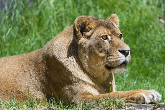 Lioness lying in green grass