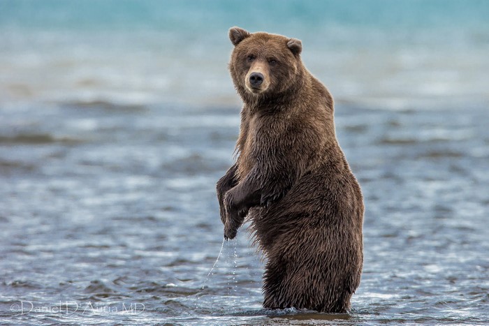 Brown bear standing in a river