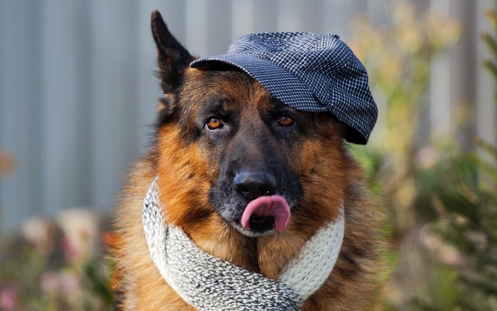 German Shepherd dog wearing a cap and scarf