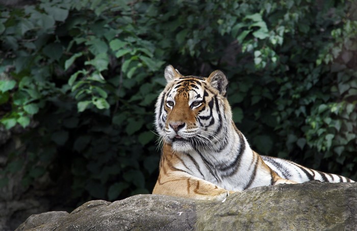 Tiger resting on a rock