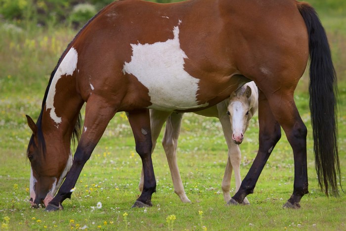 Brown and white horse with foal in grassy field