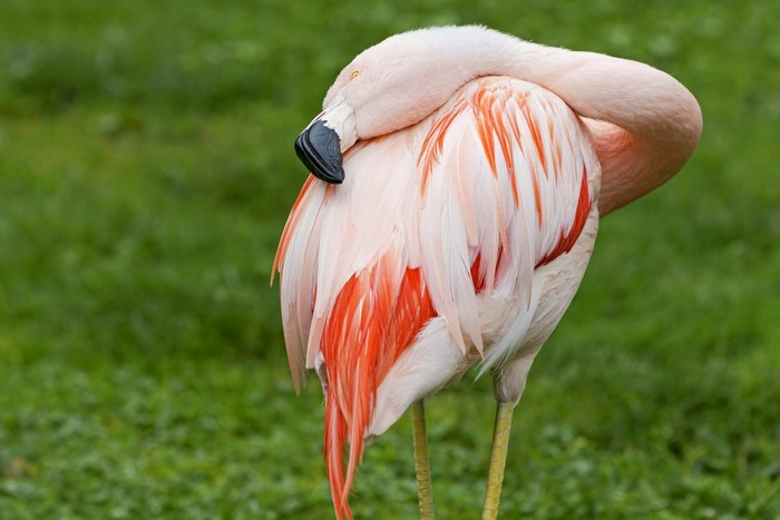 Flamingo with pink and orange feathers
