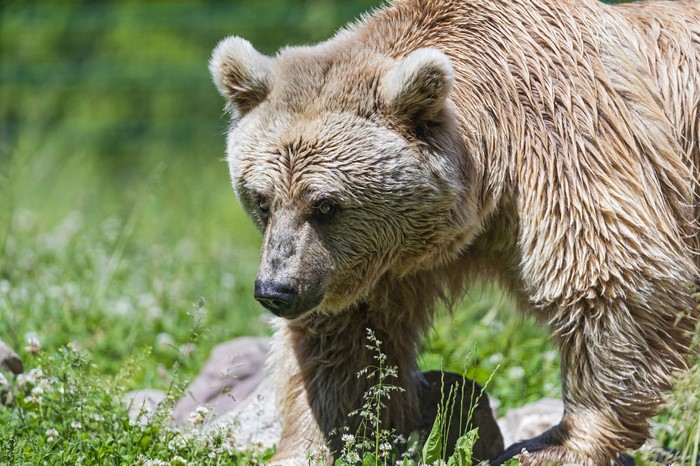 Brown bear walking in a grassy field