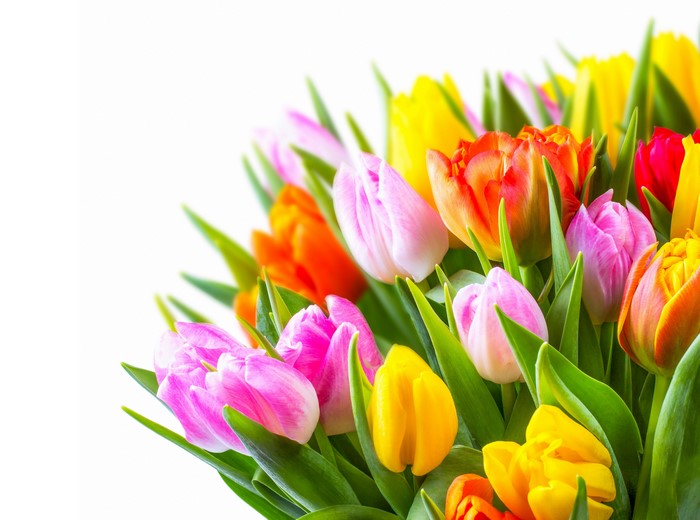 Many colorful tulips