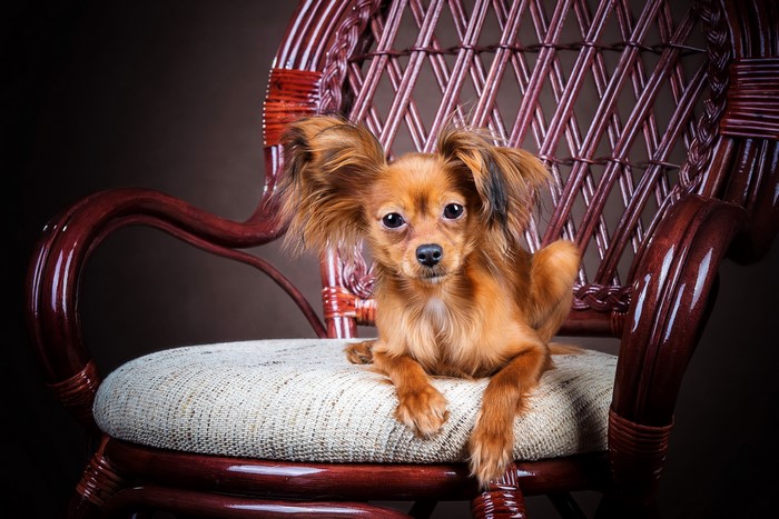 Russian Toy Terrier dog sitting on a chair