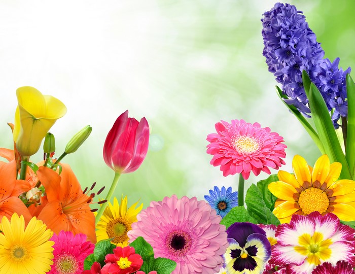 Assortment of Colorful Spring Flowers