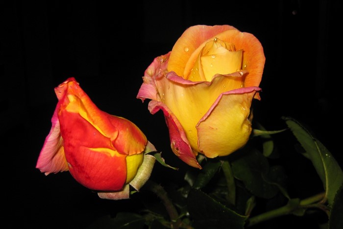 Two roses with water droplets on black background