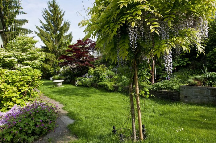 A beautiful garden with blooming wisteria and lush greenery
