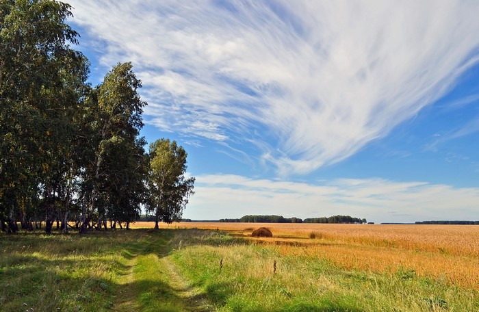 Wheat field with trees and a dirt road in Russia