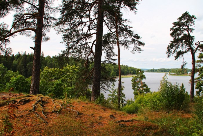 Trees overlooking a calm river in a forest