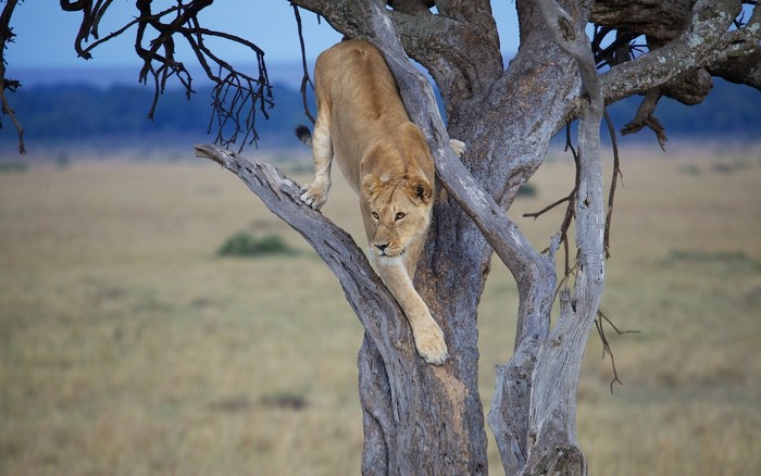 Lion climbing a tree in a savanna