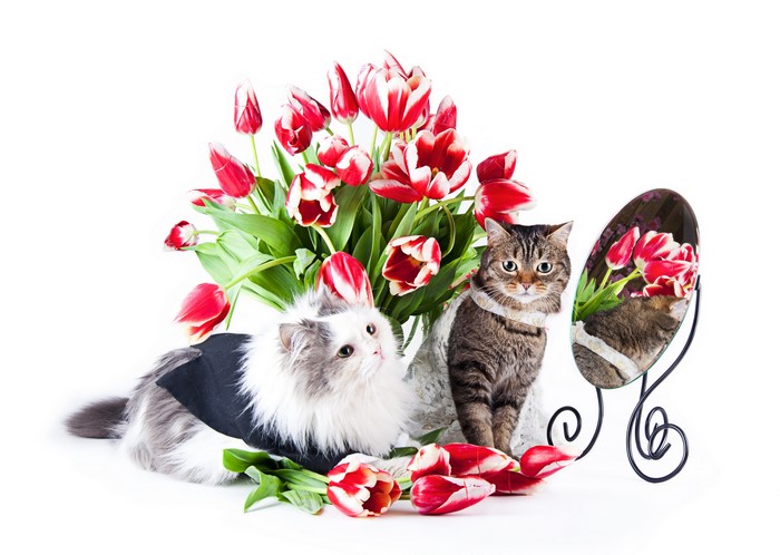Two cats with tulips and a mirror