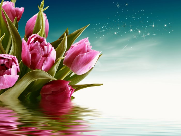 Pink Tulips Reflected in Water