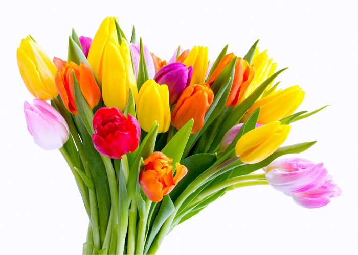 4K Tulips Bouquet